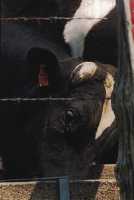 Bovary