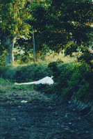 Bovary