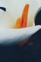 Bovary